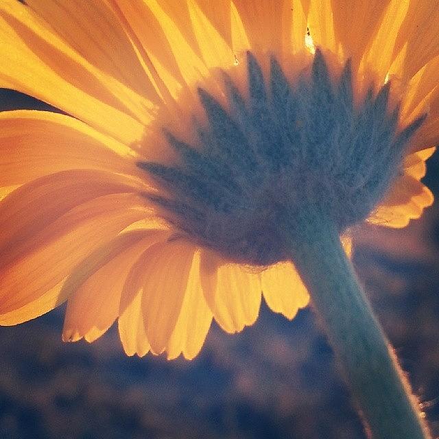 Adoramapix Photograph - Desert Sunflower by Whitney Pendergraft