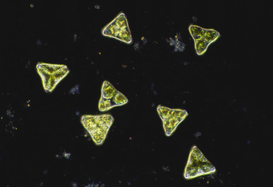 Desmidium Sp. Green Algae, Lm #1 Photograph by Michael Abbey