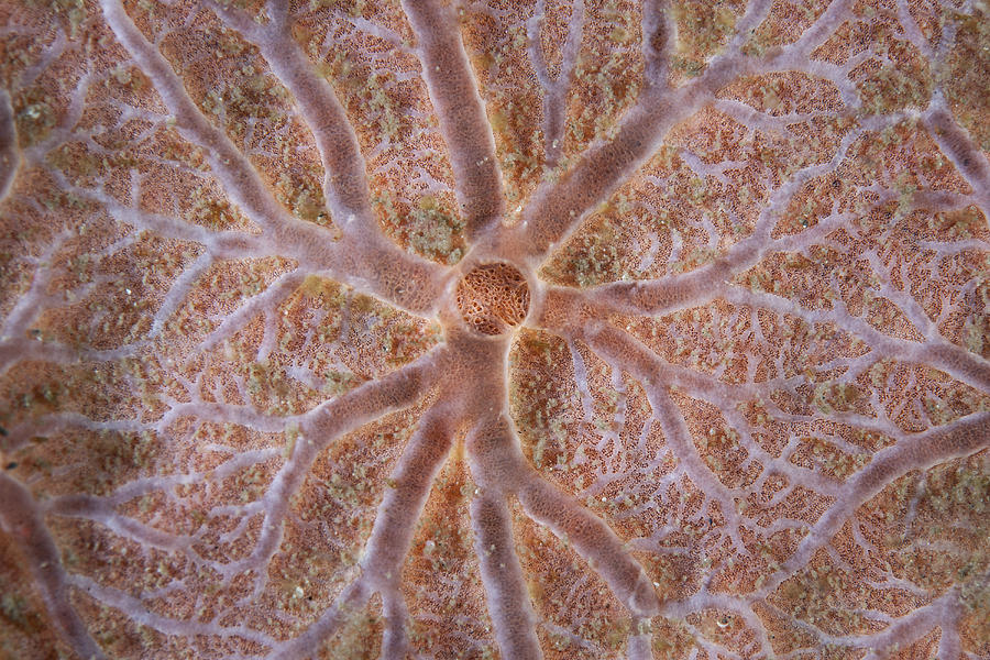 Detail Of An Encrusting Sponge Growing Photograph