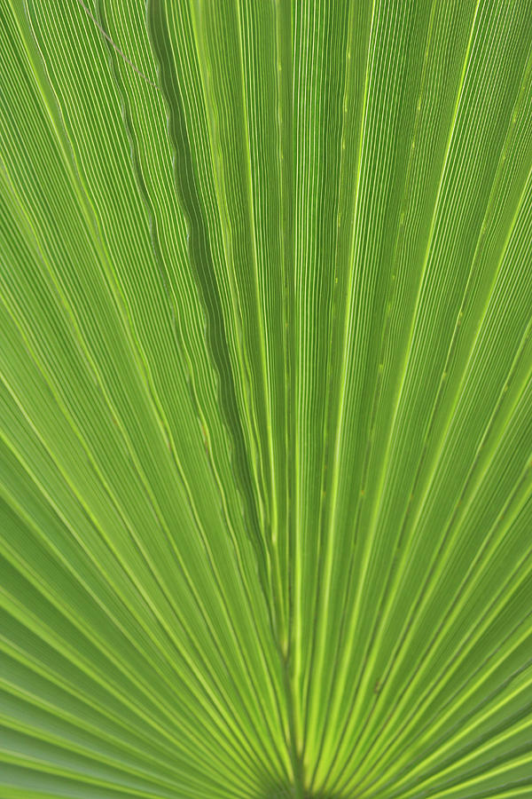 Detail Of Palm Tree Frond Photograph by Anna Miller - Fine Art America