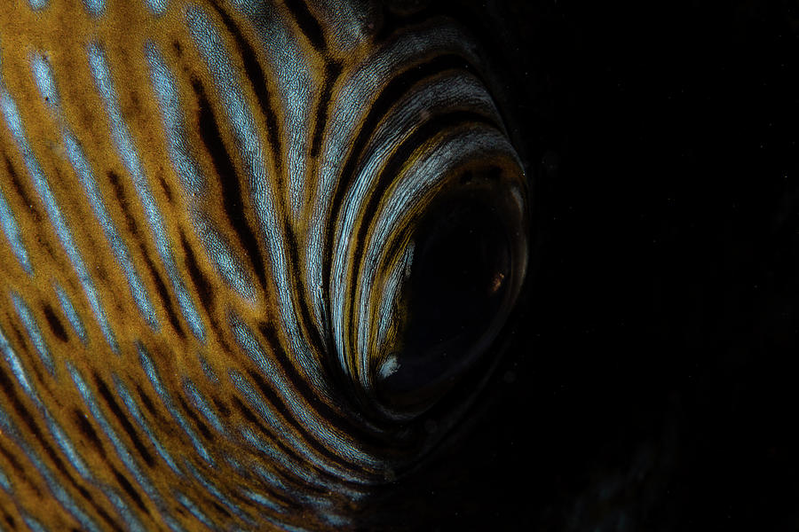 Detail Of The Eye Of A Blue-spotted #1 Photograph by Ethan Daniels