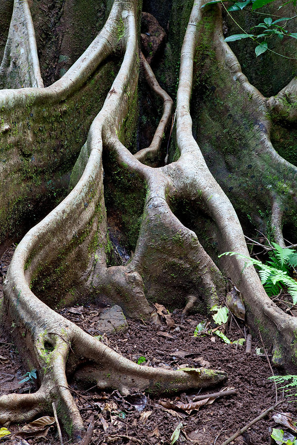 Detail Tree Roots Rain Forest #1 Photograph by Dirk Ercken