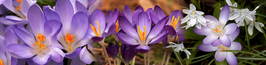 Nature Photograph - Details Of Early Spring And Crocus #1 by Panoramic Images