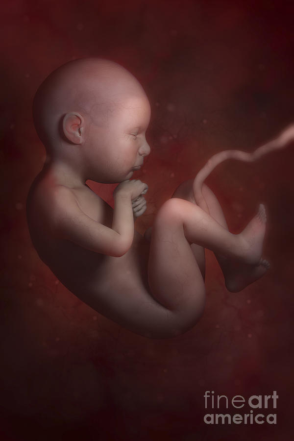 Developing Fetus #1 Photograph by Science Picture Co