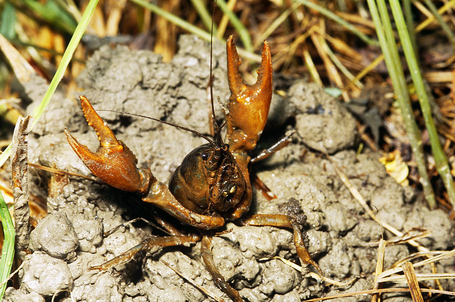 Devil Crayfish #1 Photograph by John Mitchell