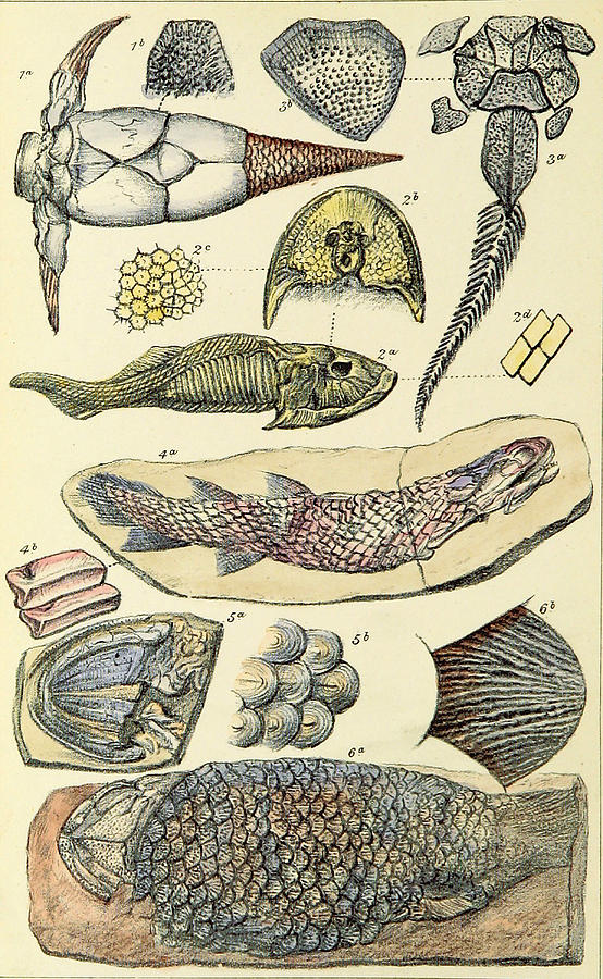Devonian Fossils, Illustration #2 Photograph by British Library