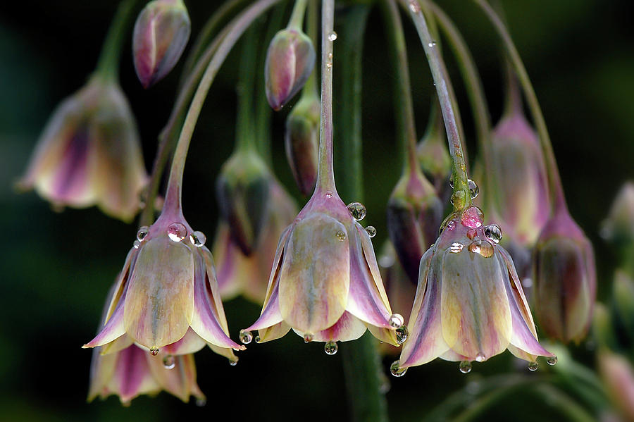 Allium Photograph - Dew Bells by Jacky Parker