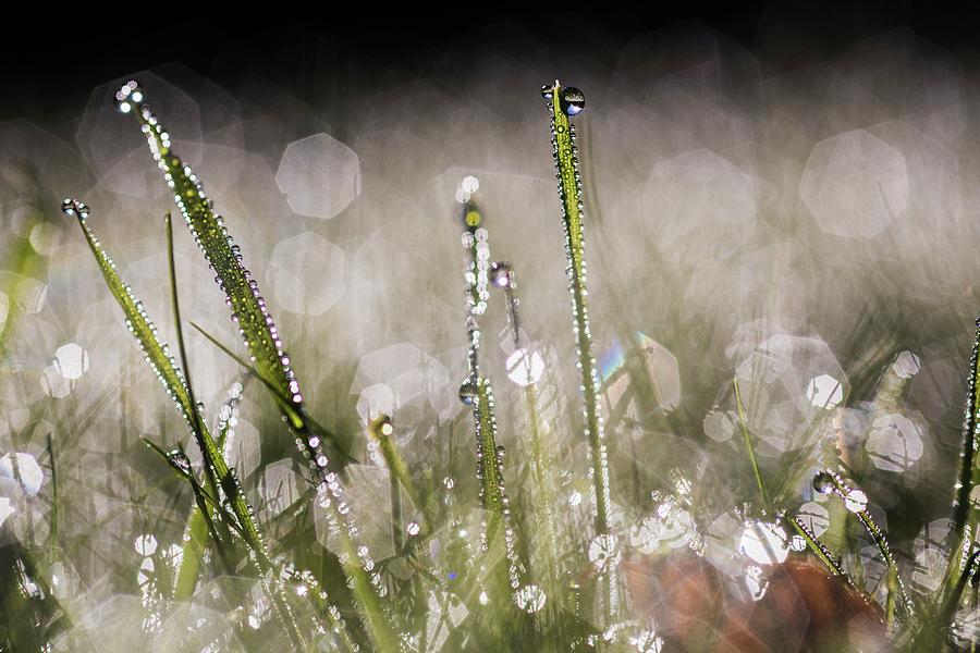 Dew-covered Grass #1 Photograph by Jeremy Walker/science Photo Library
