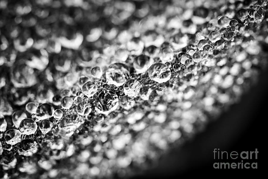 Black And White Photograph - Dew drops on leaf edge 1 by Elena Elisseeva