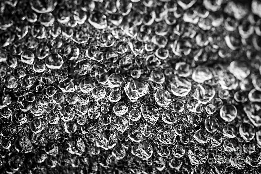 Dew drops on leaf 1 Photograph by Elena Elisseeva