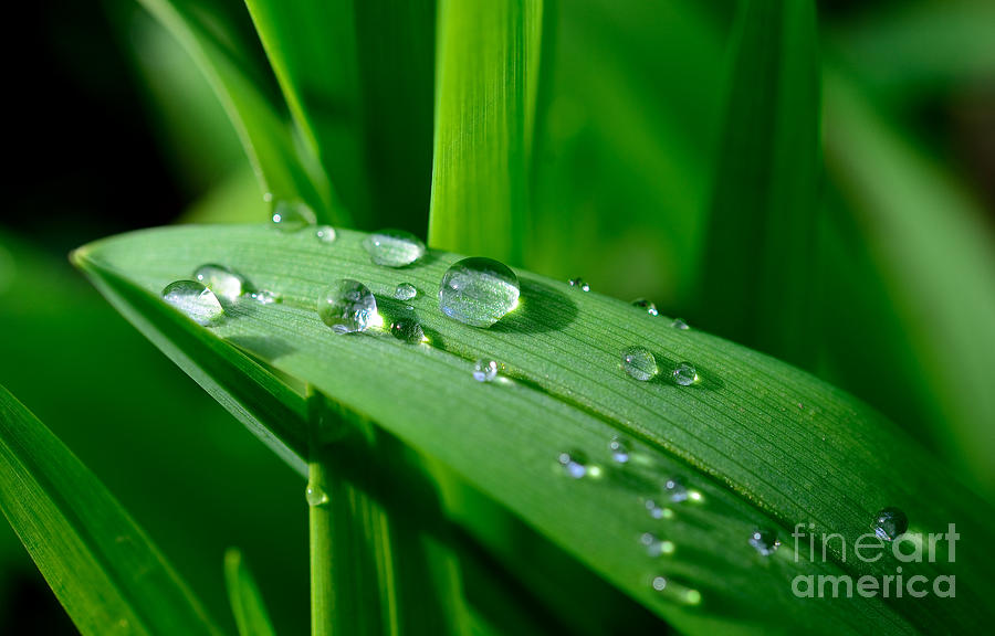 Dew Drops #1 Photograph by Terry Elniski