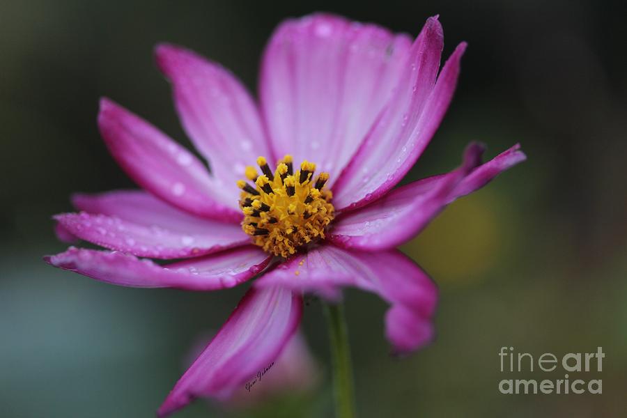 Flower Photograph - Dew drops #1 by Yumi Johnson