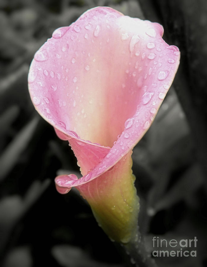 Dew Kissed Calla Lily #1 Photograph by Sharon Woerner
