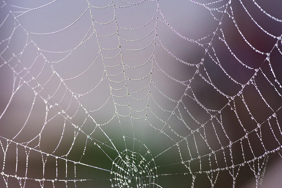 Dew Web #2 Photograph by WB Johnston