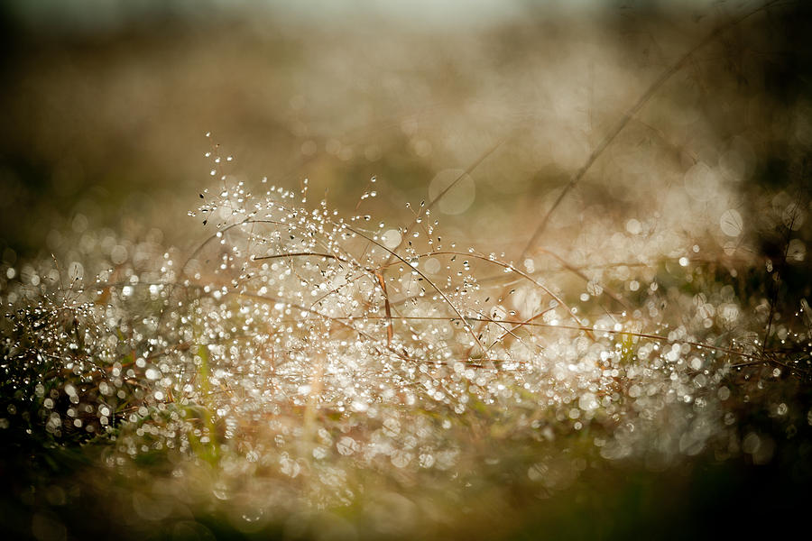 Dewdrops At Sunrise #1 Photograph by Raimond Klavins