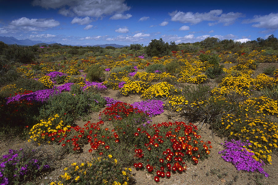 Dewflowers Little Karoo South Africa #1 Photograph by Tui De Roy