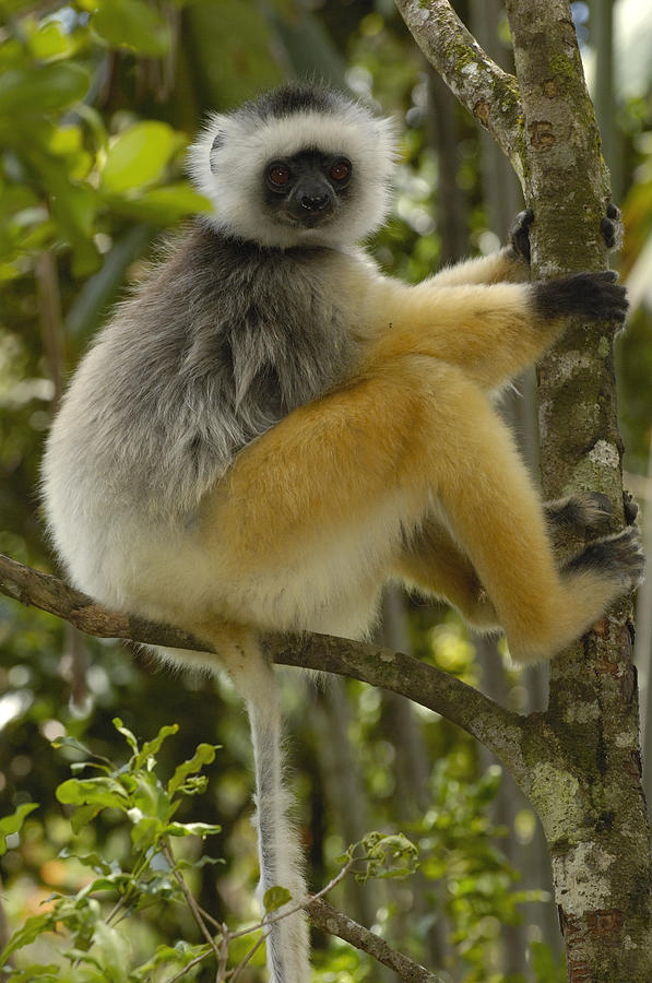 Diademed Sifaka Madagascar #1 Photograph by Pete Oxford