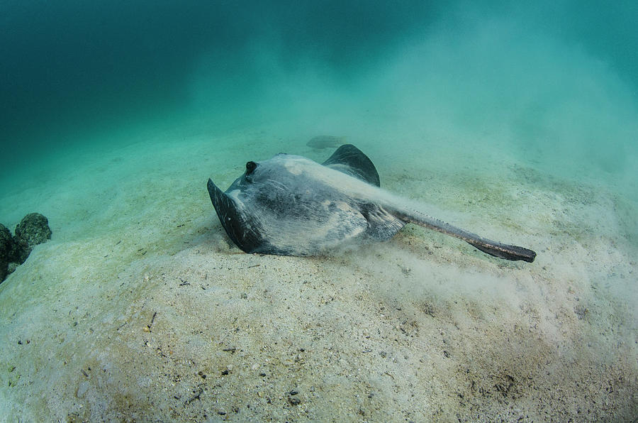 Diamond Stingray (dasyatis Brevis Photograph by Pete Oxford - Pixels