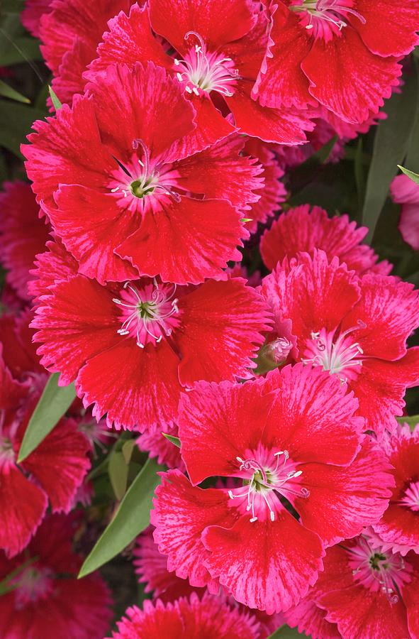 Dianthus summer Splash Flowers Photograph by Ann Pickford Dianthus summer Splash Flowers Photograph by Ann Pickford