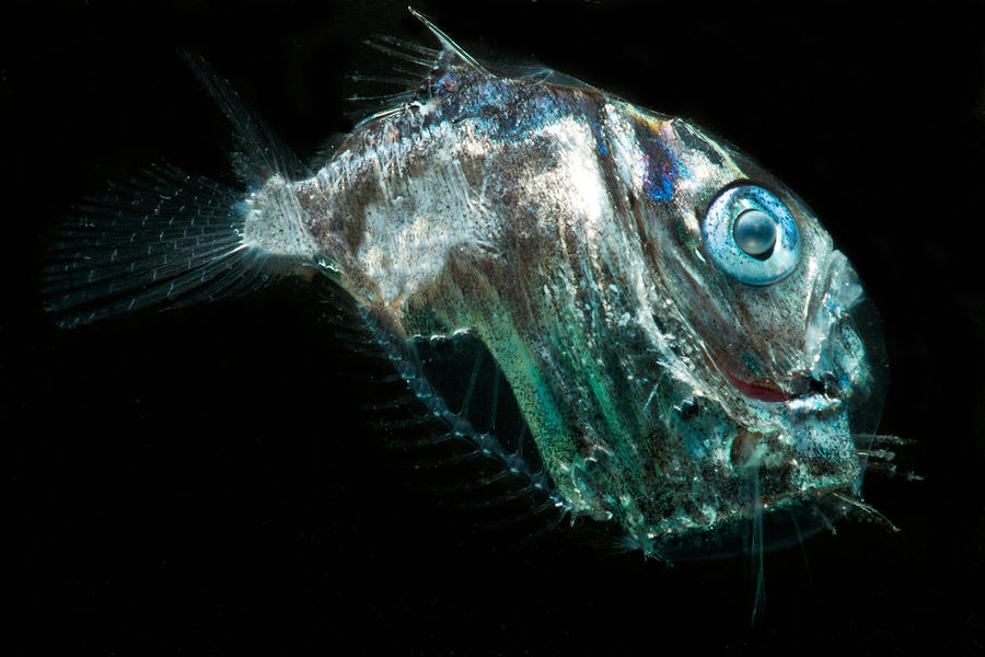Diaphanous Hatchetfish Sternoptyx Photograph by Danté Fenolio Pixels