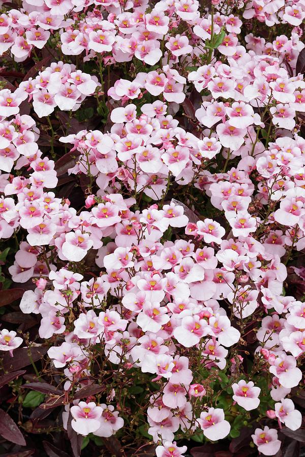 Diascia 'juliet Pink With Eye' Photograph by Geoff Kidd/science Photo ...