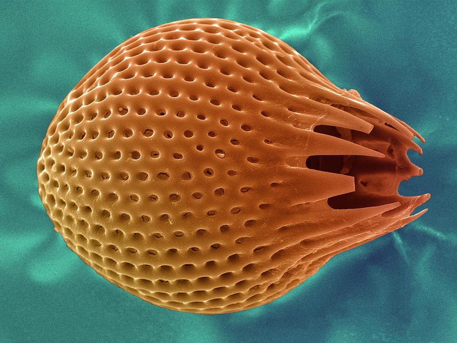 Diatom #1 Photograph by Ami Images