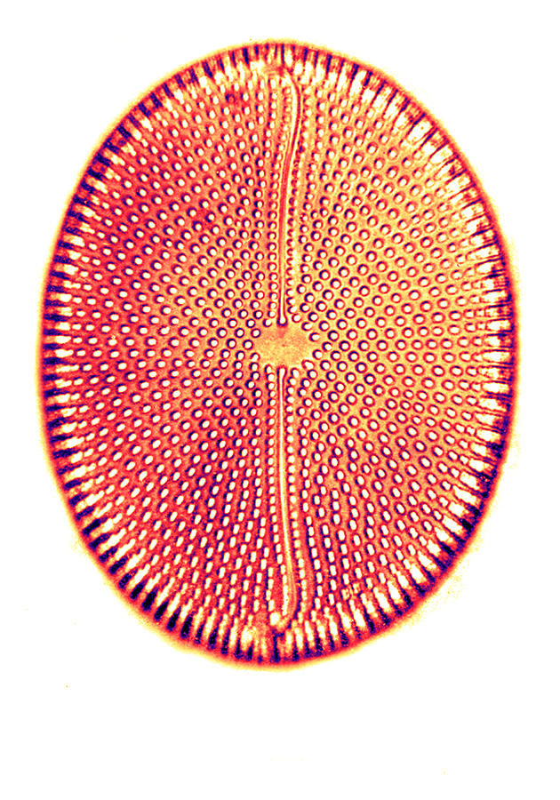 Diatom, From Bori, Hungary, Early #1 Photograph by Science Source