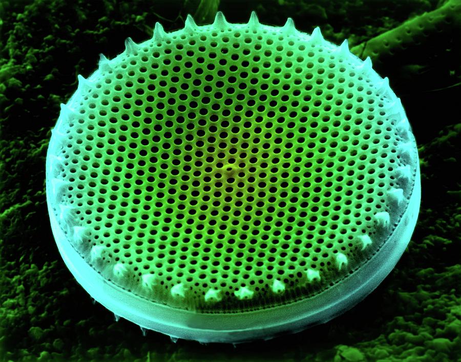 Diatom Frustule (centric) #1 Photograph by Dennis Kunkel Microscopy/science Photo Library