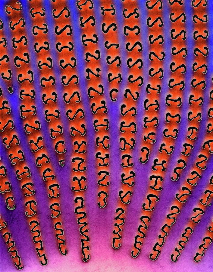 Diatom Frustule (cymbella Sp.) #1 Photograph by Dennis Kunkel Microscopy/science Photo Library