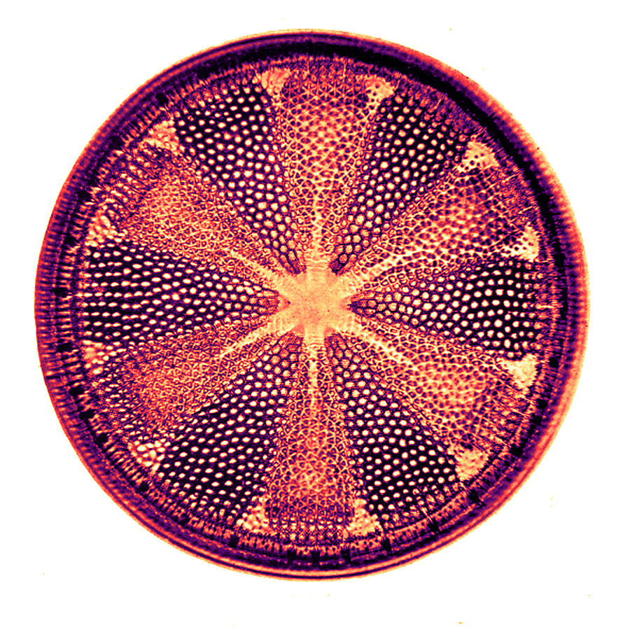 Diatom, Heliopelta Metil, Early #1 Photograph by Science Source