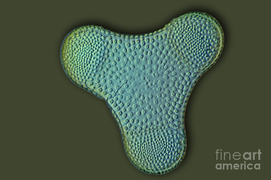 Diatom, Lm #1 Photograph by Frank Fox