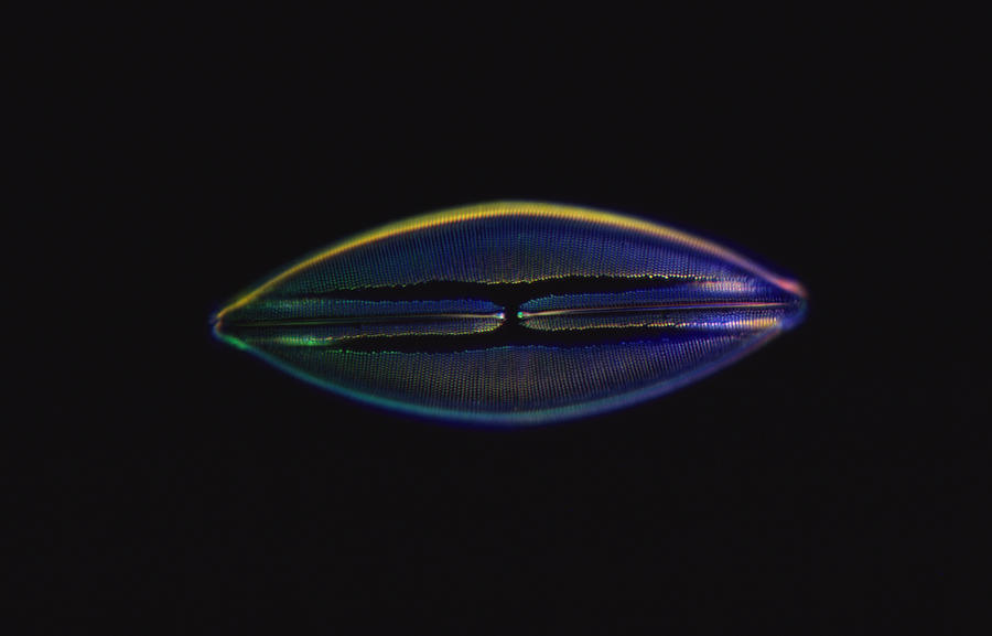 Diatom - Navicula Lyra #1 Photograph by Michael Abbey