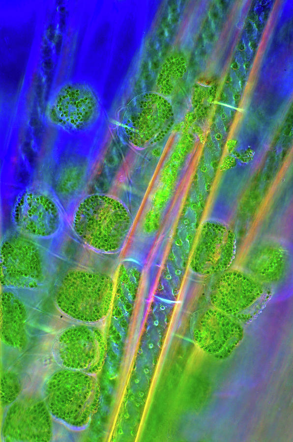 Diatoms And Spirogyra Algae Photograph by Marek Mis - Fine Art America