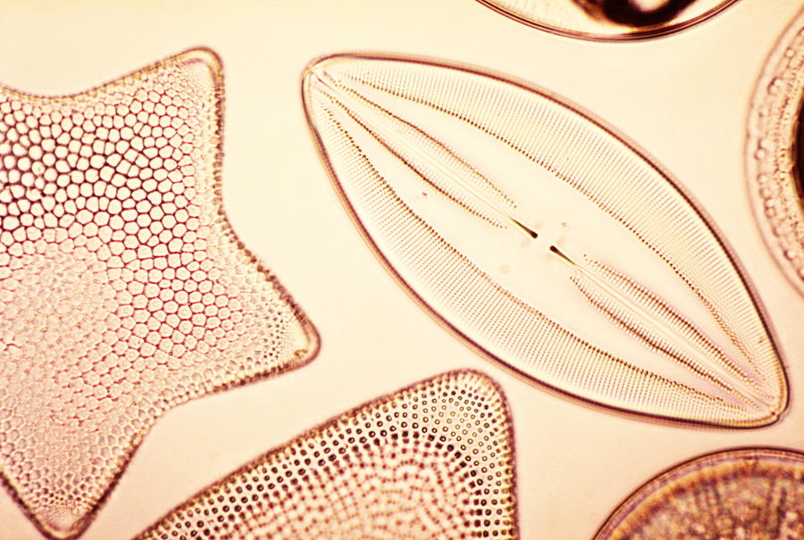 Diatoms #1 Photograph by Biology Media