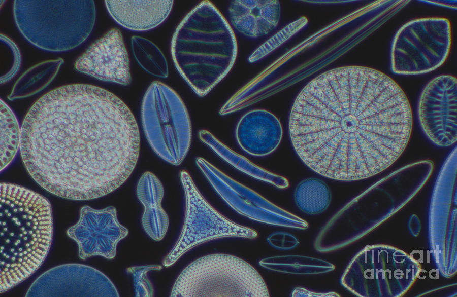 Diatoms #1 Photograph by Kent Wood