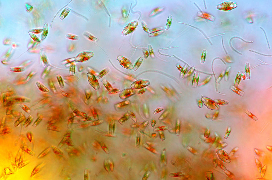 Diatoms, Lm #1 Photograph by Marek Mis