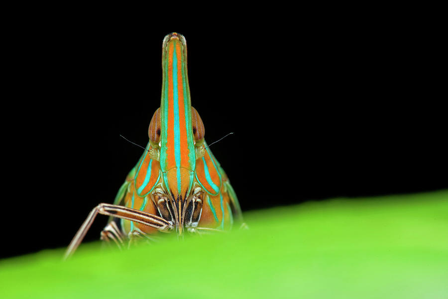Dictyopharid Planthopper #1 Photograph by Melvyn Yeo/science Photo Library