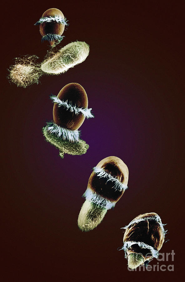 Didinium Ingesting Paramecium Photograph by Greg Antipa