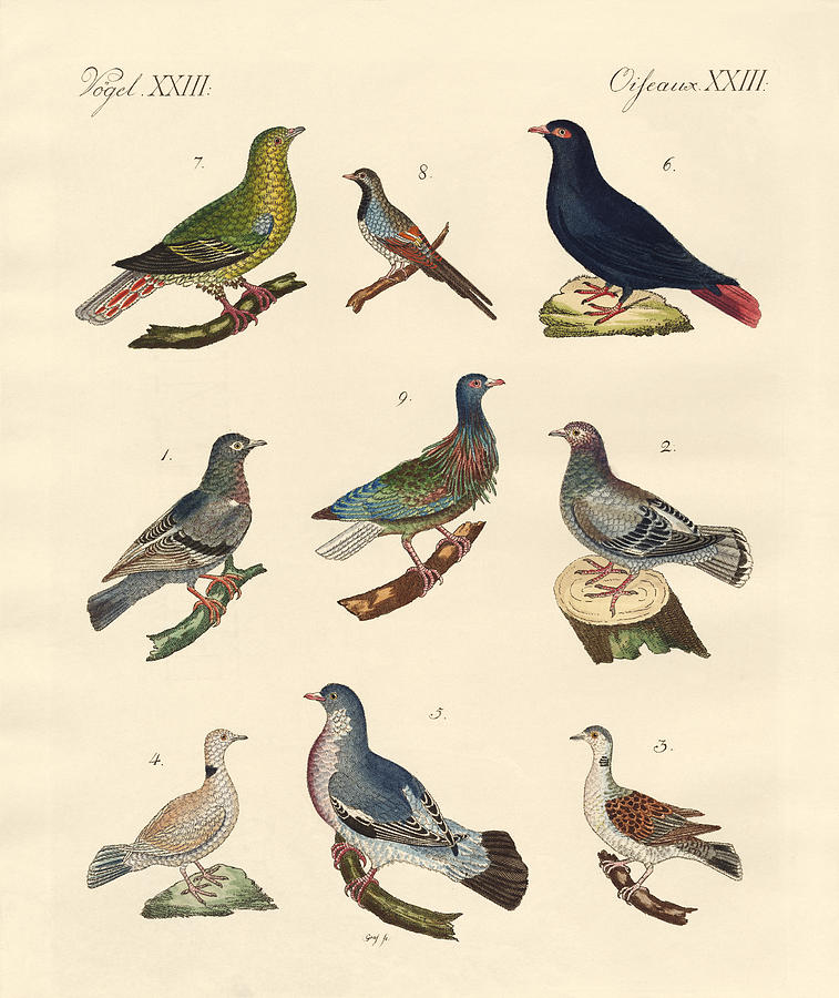 Bird Drawing - Different kinds of pigeons #1 by Splendid Art Prints