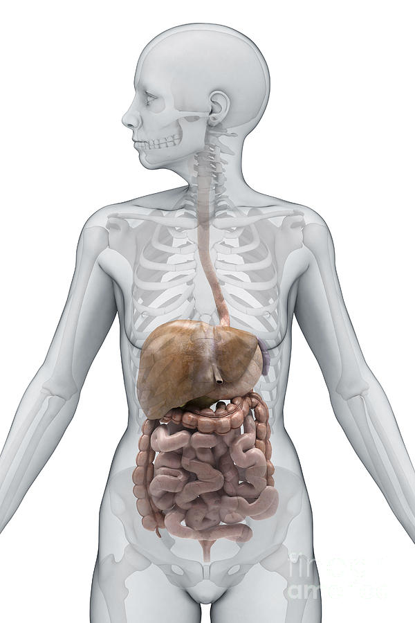Digestive System Female #1 Photograph by Science Picture Co