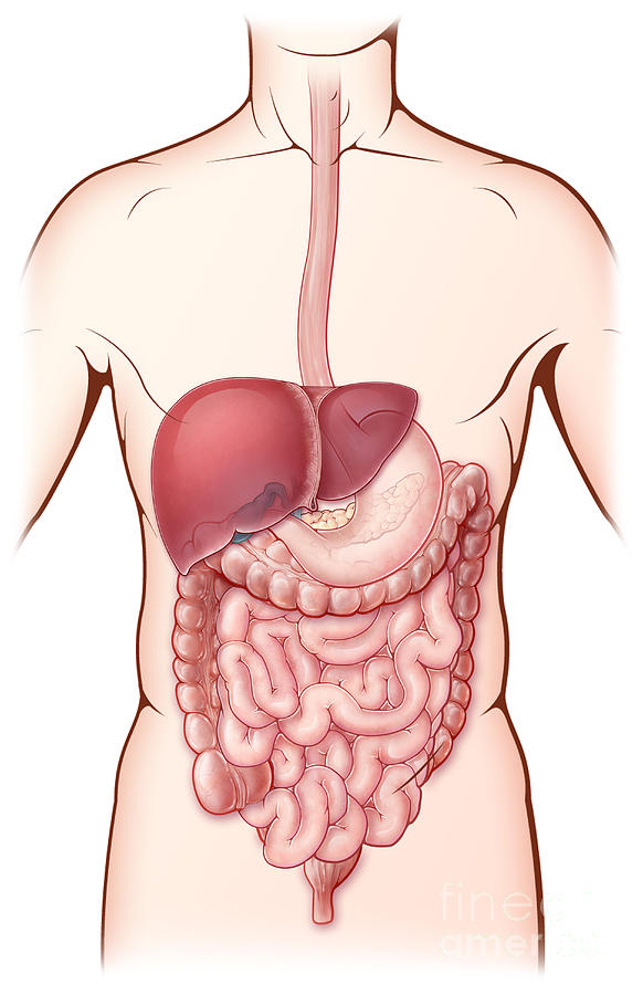 Digestive System, Illustration #1 Photograph by Evan Oto