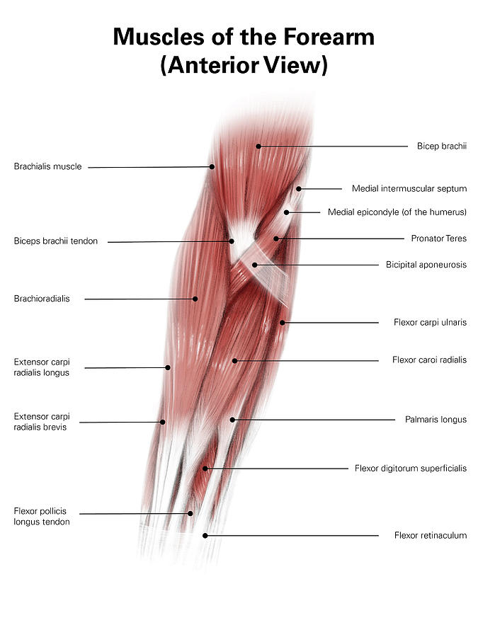 Illustration Technique Photograph - Diigital Illustration Of Muscles #1 by Alan Gesek