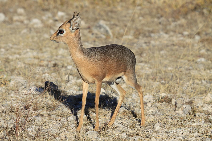 Antelope Photograph - Dik-dik Antelope #1 by David Van der Merwe