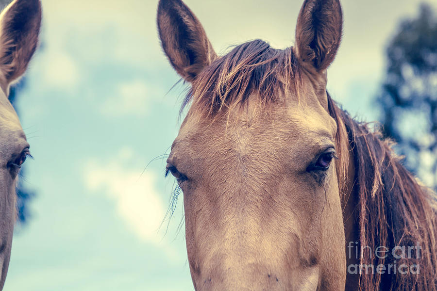 Horse Photograph - Dimensions of a Heart #3 by Sharon Mau