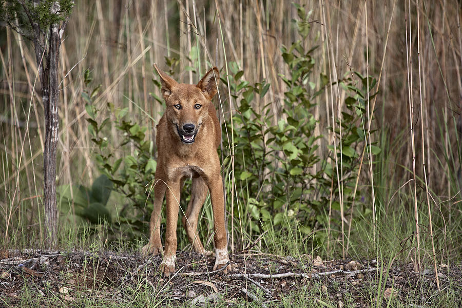 Kakadu National Park Photograph - Dingo in the Wild #1 by Douglas Barnard