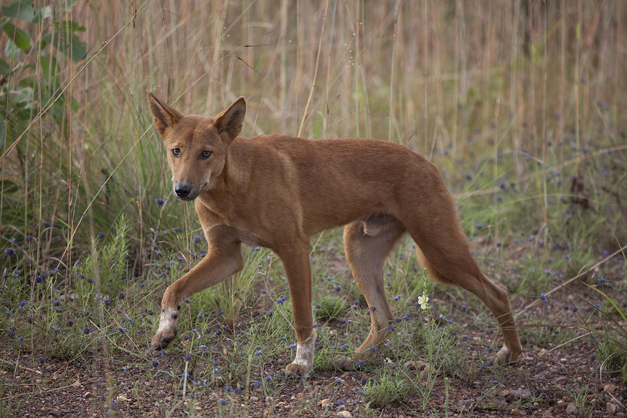 wild republic dingo