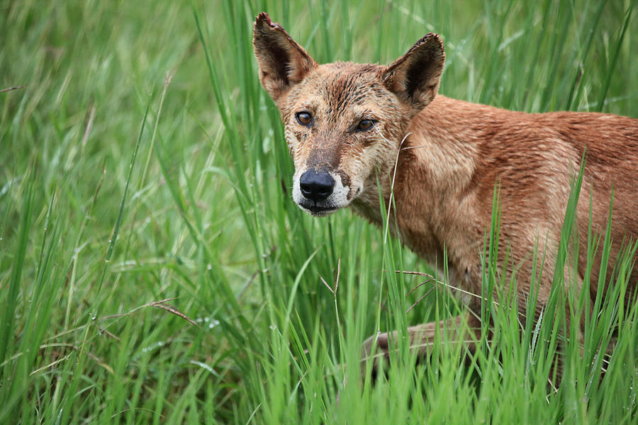 Dingo in the Wild V3 #1 Photograph by Douglas Barnard