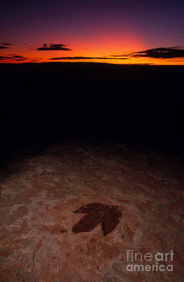 Dinosaur Footprint #1 Photograph by Francois Gohier