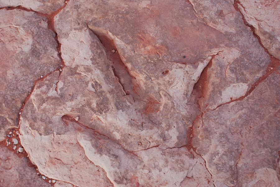 Dinosaur Footprint In Arizona #1 Photograph by Science Photo Library Dinosaur Footprint In Arizona #1 Photograph by Science Photo Library