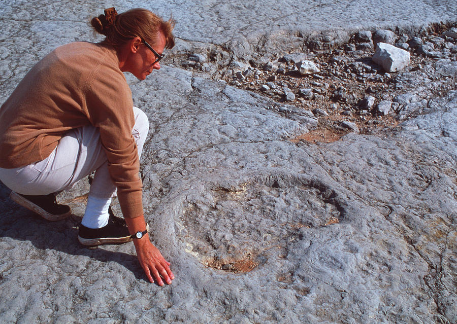 Dinosaur Footprint #1 Photograph by Sinclair Stammers/science Photo Library